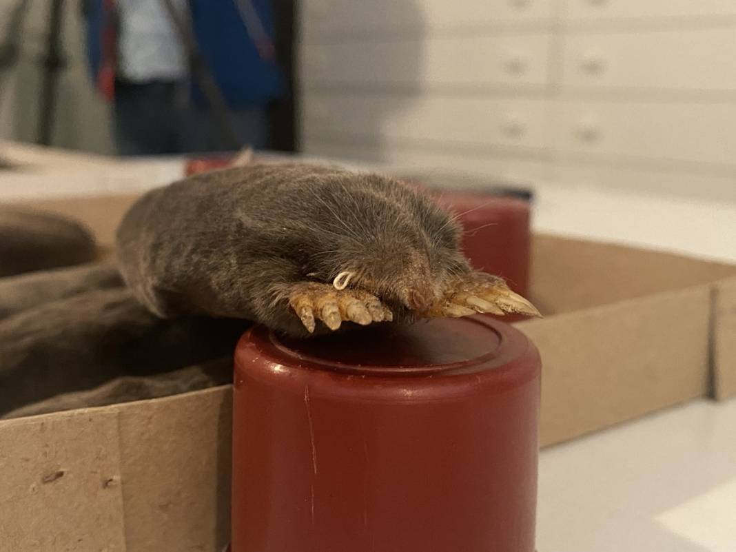 Karadeniz'de yayılmaya başladı! İlk kez yaşanıyor, yurt dışından özel ekip geldi 6